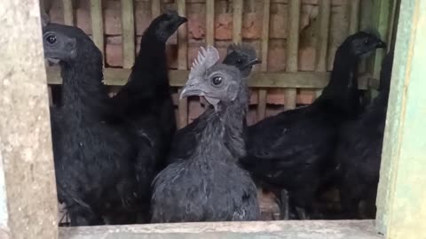 Ayam Cemani Unik Chiken