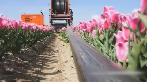 World Modern Agriculture,Cutting Flower Tulips,Cabbage harvesting