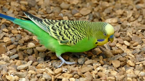 Cute bird eating