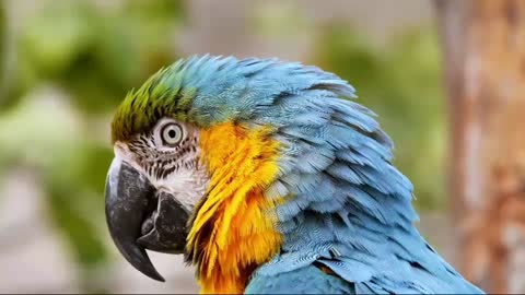 Amazing Parrot In The Morning With The Amazing Nature