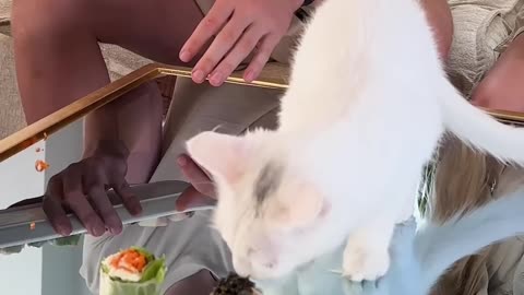 Feeding A Cat $10 Vs $10,000 Sushi