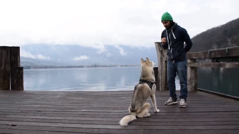 Dressage - Séance éducation Husky Sibérien