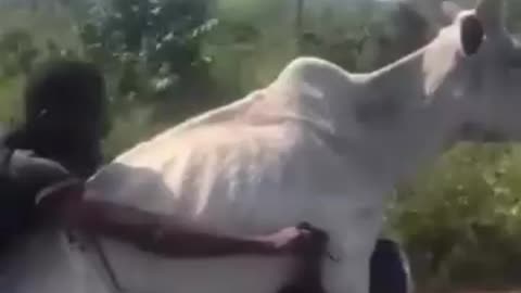 Cow riding on a motorcycle hhh