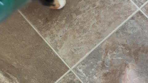 Vacuuming A Cat