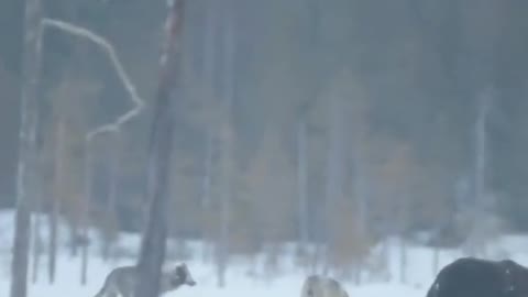 Deep in the woods, a couple wolves and a bear scout each other in unforgiving snow