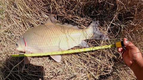 Non-stop fishing for Smallmouth Buffalo - Austin, Texas