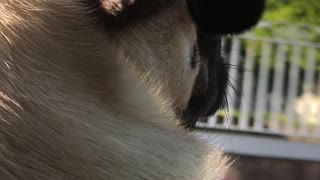 Pug Rocco cruising on a road trip