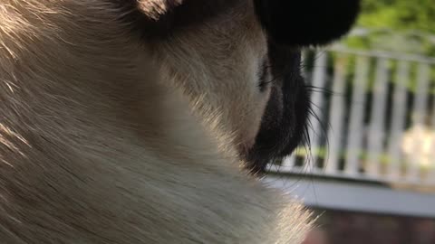 Pug Rocco cruising on a road trip