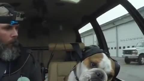 THIS BULLDOG IS A CO-PILOT