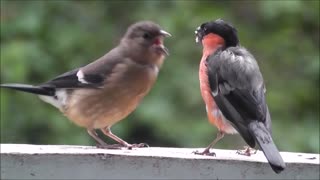 bullfinch Beautiful Bird