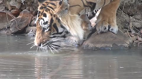 Big male tiger in water T24 Ustad- Ranthambhore