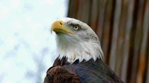 Bald Eagle | Bird Of Prey | HD Quality Video