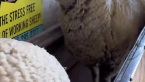 Satisfying Sheep Shearing by Loren Opstedahl