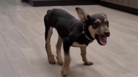 Watch DJ dog while dancing