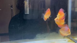 Discus fish