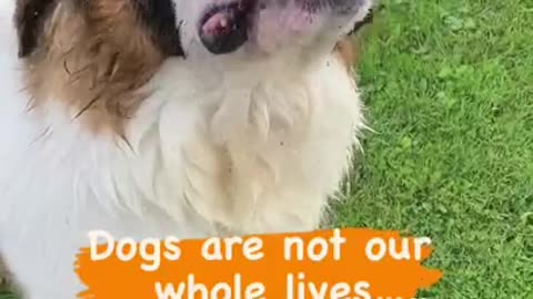 Dogs make Our Lives Whole #cutemoments #cutedog #cuteanimals