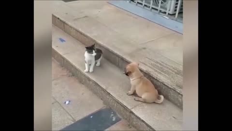 Cat vs Dog funny animals
