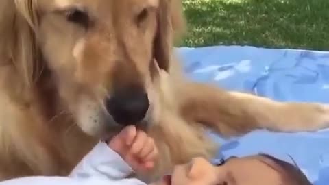 GOLDEN RETRIEVER WITH CUTE BABY ❤️🐶