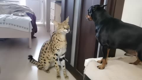 Serval and pincher sort things out/Serval meows