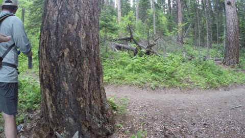 New Family Encounter Black Bear On Trail