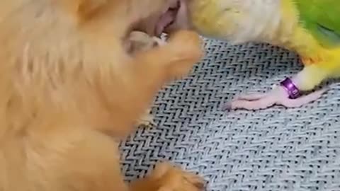the best funny animal video