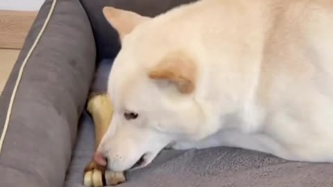 Dog is hiding the bone | funny video😁🎥