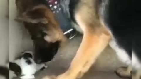 Dog and baby cat cute video 😍😍😻😻