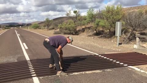 Man Rescues Baby Kangaroo From Cattle Guard on Road