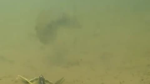 MASSIVE CRAWFISH FIGHTS OFF BASS😳