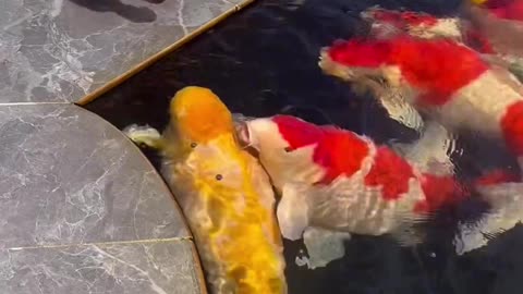 Fooding the Fish