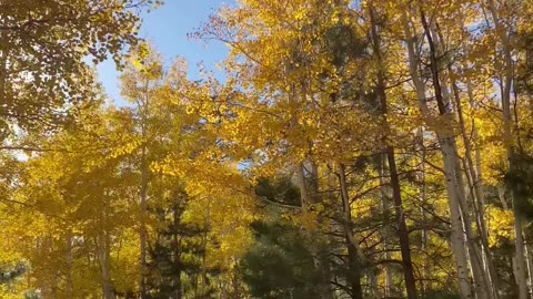 Autumn Inner Basin Trail
