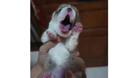 Baby Corgi Yawning