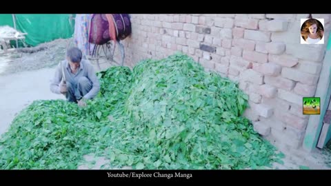 silkworm farming in Pakistan