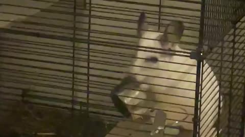 Crazy Chinchilla Doesn't Want to Sleep