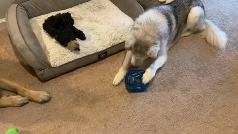 Stubborn Husky vs Puzzle Toy