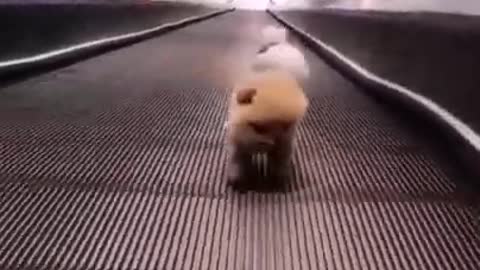 Cute Puppy Video 🐕 puppy training 💥 dog funny