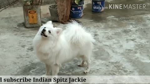 Indian Spitz dog barking loud, dog barking,Indian Spitz dog loudly barking,