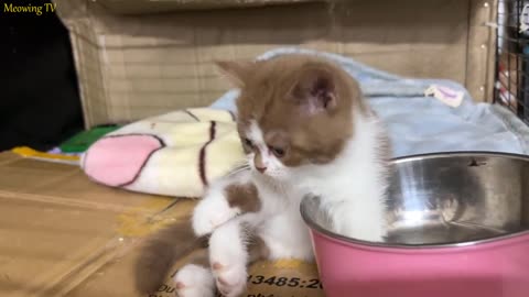 Super cute and naughty kittens