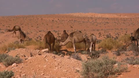 Sahara Desert & Dubai Desert | Drone footage | Free HD videos - no copyright