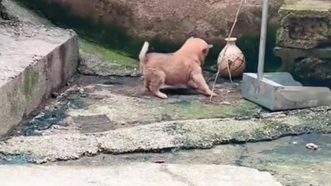Funny Dog Video - Very Funny Video