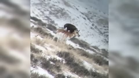 Watch a Golden Eagle Eat a Pronghorn Antelope Alive