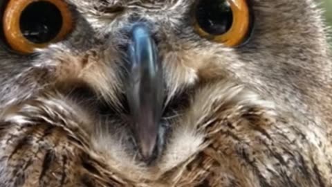 Cristiano Ronaldo's Surprising Reaction to Birds Flying into His Face