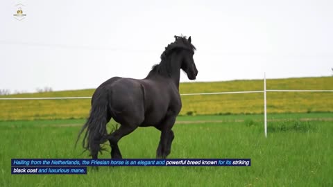 Top 10 Best Horses