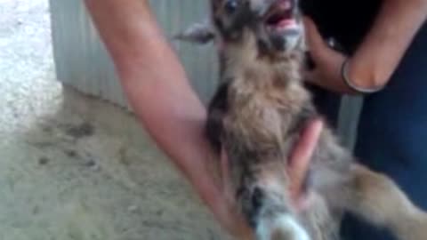 This Baby Goat Knows How To Scream