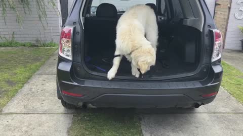 Golden Retriever's day at the beach turns fatal after eating a poisonous fish