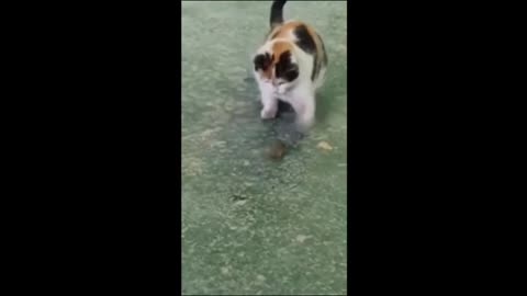 Most viral Cat funny video