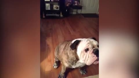 funny animal - when the dog begging for food