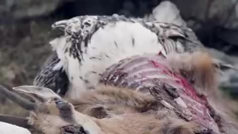 Incredible video of Bearded Vulture eating bones