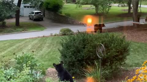 Mama Bear and Her Cubs Play Together at Dusk