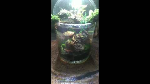 Make a bottle Paludarium